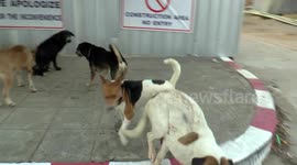 Dogs battle for breeding rights