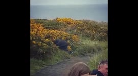 Man takes tumble into bushes he was urinating on