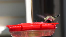 Beautiful Hummingbird extreme close up Humzinger feeder