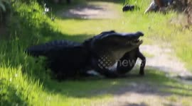 Massive gator eating gator polk county fl