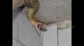 南京：洗澡间里来了条大花蛇