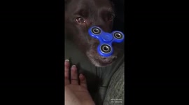 Fidget spinner sweetest dog JOY