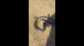 Basking rock python doesn't like to be disturbed