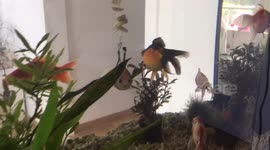 Floating harness for fish stuck at bottom of tank