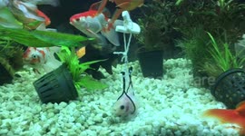Floating harness for fish stuck at bottom of tank