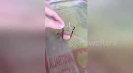 Newsflare Edit - Floating harness for fish stuck at bottom of tank