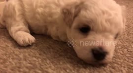 3 week old Maltese puppy taking her first steps