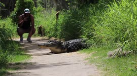 alligator walking across the trail
