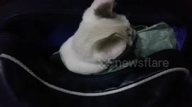 My little cat got into the sport bag