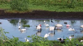 feeding frenzy wading birds florida