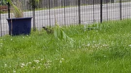 Mother Starling Feeding Her Babies