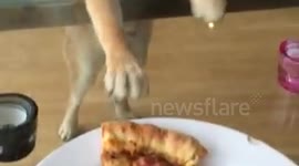 Dog wants Pizza
