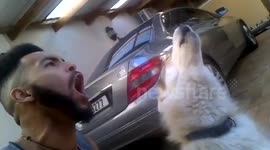 The Wolf and The Flattop