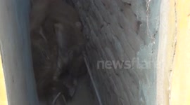 Horny Issue - Rescuing a Trapped Bull