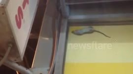 Rat stuck in NYC Dunkin' Donuts window