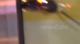 Rats at NYC Dunkin' Donuts