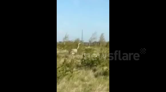 GIANT RHEA BIRD FOUND ON GOLF COURSE - Buy, Sell or Upload Video ...