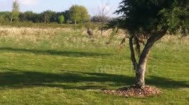 HD VERSION OF RHEA BIRD