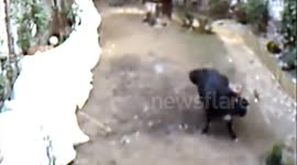 What your dogs do when you are not at home [Holes]