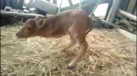 Calf born with only two legs