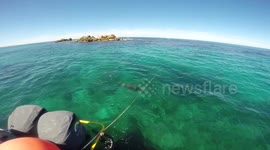 Dog jumps off boat to play with wild seal