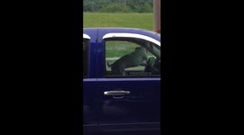 This dog has places to go!