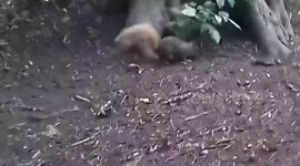 Unusual Squirrel breed rodent