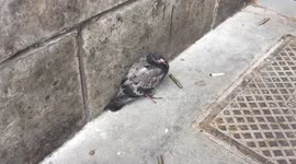 Wounded pidgeon