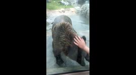 Grizzly bear plays with children at zoo