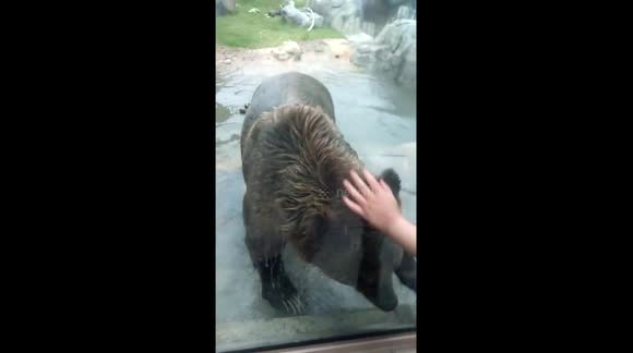Grizzly bear plays with children at zoo