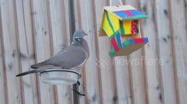 Pigeon Doing A Balancing Act For Food