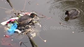 Resourceful duck uses rubbish for nest