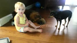 Toddler Robin Hood Strikes Again!