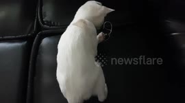 My cat  found something new to play