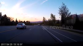 He has a balloon toy in the shape of a cat...