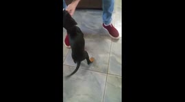 Happy Homeless puppy  find home !