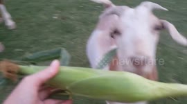 The Zen of Corn Cobs