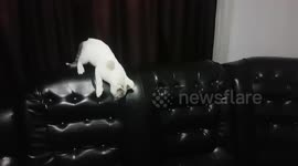 My cat really loves this couch
