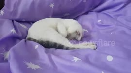 My cat waking up from a good sleep