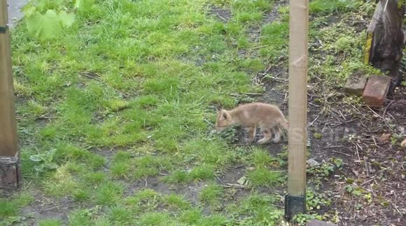fox cubs in London 2017