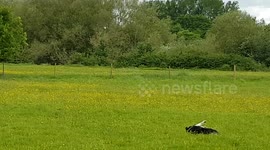 Collie dog and Cuckoo.