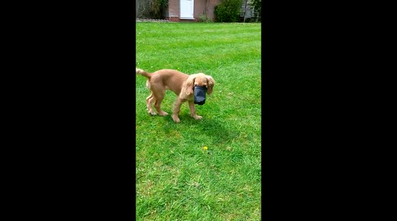 Puppy runs around with face stuck in flower pot