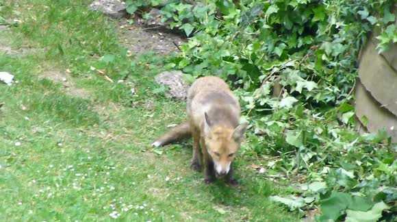 fox cub eating sausage