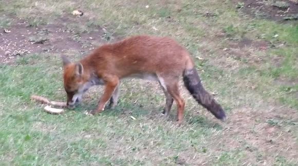 fox eating sausages