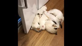 Lazy cats just won't get out of the way
