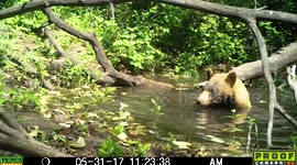 bear blond enter and exit pond