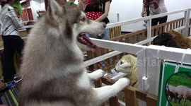 Animals interacting at a pet show