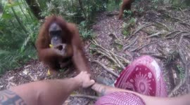Clingy orangutan just won't let go of Canadian tourist in Indonesian jungle