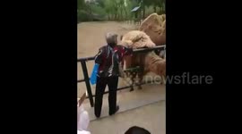 Woman pulls out huge chunk of hair from camel in zoo