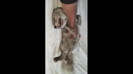 My pet fox (Sleepy affection)